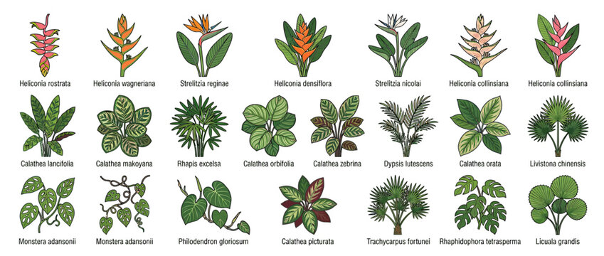 Collection of Tropical Plant Illustrations on Transparent Background