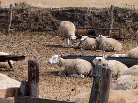 White sheep resting and grazing near wooden fencing in dry field with rural farm