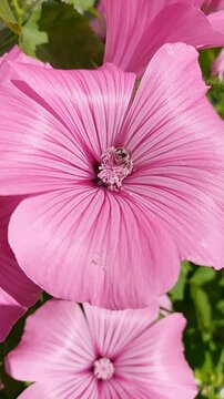 honey bee collecting pollen on a vibrant pink lavatera flower swaying in a summer garden.