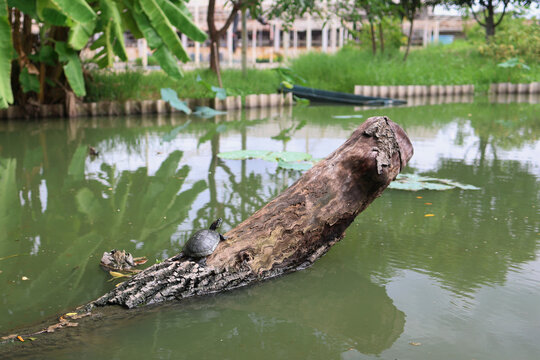 turtle on a log in the water.