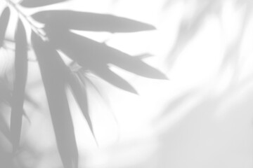 Obraz premium Real prominent palm leaf shadow cut out on a transparent png background with mixed sharp and soft edges. Lives in a serene travel mockup overlay, exotic travel and summer lifestyle branding design as.