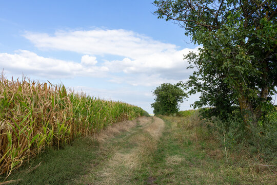 A dirt path through a field