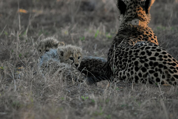 cheetah female and her cubs sitting in the grass © Storm Gorham