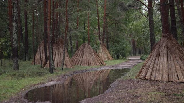 Pine forest path with standing water and conical reed bundles around tree trunks