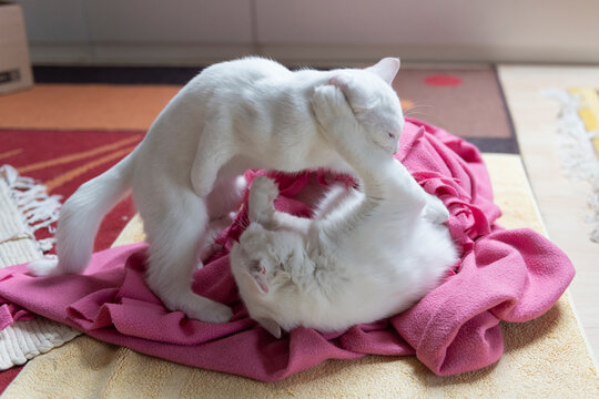Katzenmutter spielt mit ihrem Kitten