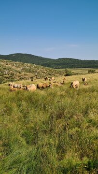 Un troupeau de belles vaches Aubrac en train de brouter dans les pelouses d'altitude du mont Loz&egrave;re l'&eacute;t&eacute; (parc national des C&eacute;vennes)