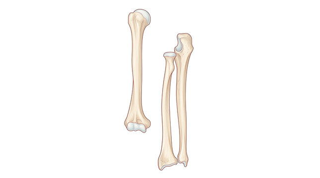 Detailed illustration of human lower leg bones showing Tibia and Fibula in anatomical view for educational purposes