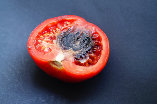 Internal damage to the fruit of a ripe red tomato fruit in the form of black necrosis of the dense parts of the core. Diseases and damage to plants, problems of crop storage in agribusiness