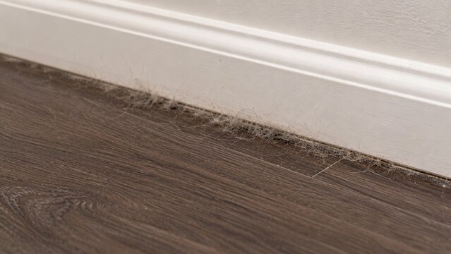 Close-up of residential hard flooring showing small accumulation of pet hair and dust gathered along baseboard edge