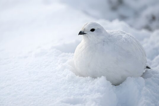 White ptarmigan bird camouflaged in deep fluffy winter snow