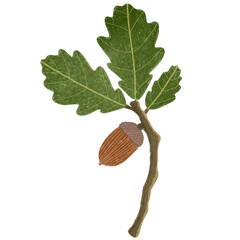 oak branch with acorns © Dzulaika