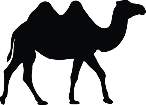 Two hump camel silhouette vector. Bactrian camel vector icon