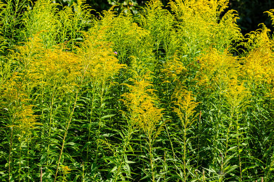 Lush field of blooming goldenrod in late summer, creating a vibrant textured backdrop of wildflowers and wild herbaceous plants thriving under bright sunlight