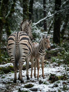 Zebra and foal seen from behind in a dark snowy winter forest in soft daylight