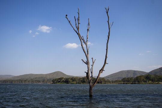 Leafless Green Tree Standing in Lake Oloiden Under Clear Sky, Kenya