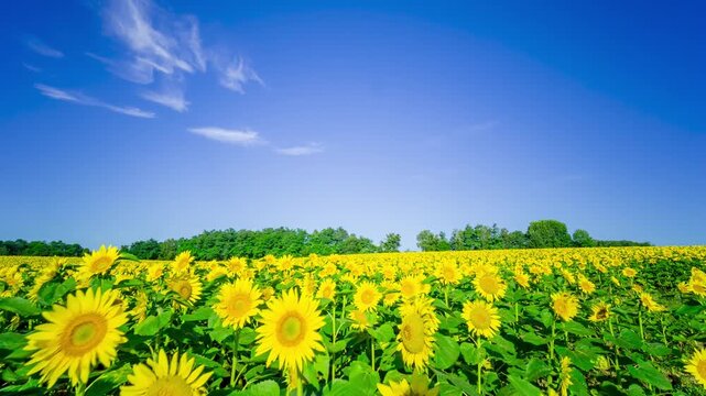 夏の北海道・タイムラプス　北竜町ひまわりの里