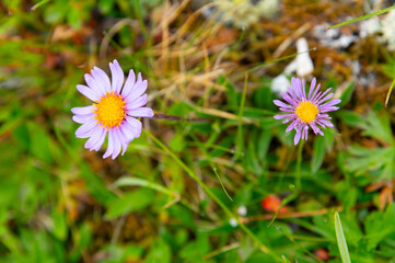 Two purple flowers with yellow centers growing in grass © yanik88