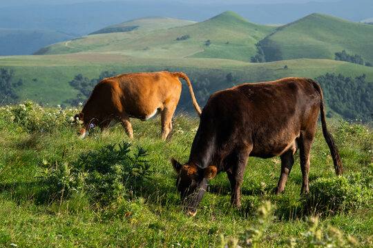 Brown cows grazing on green mountain pasture