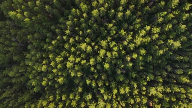 Overhead aerial view of a dense pine forest canopy, capturing lush green evergreen tree tops from above for nature wilderness stock photo.