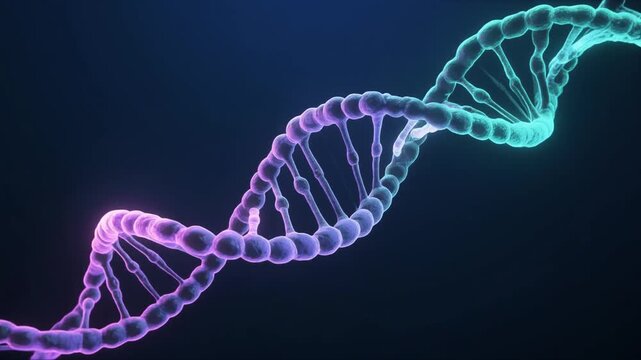 Clean 3D scientific animation showing DNA replication at a replication fork, with a double-stranded DNA molecule unwinding and new complementary strands forming. Suitable for molecular biology