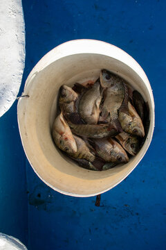 Fresh Tilapia Fish in White Bucket on Fishing Boat, Lake Oloiden, Kenya