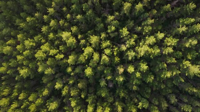 Stunning aerial top-down view of a dense pine forest canopy, with bright sunlight illuminating the green treetops.