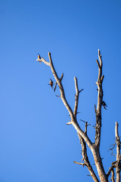 Two Giant Kingfishers Perched on Tree at Lake Oloiden Sunrise, Kenya