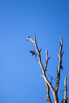Two Giant Kingfishers Perched on Tree at Lake Oloiden Sunrise, Kenya