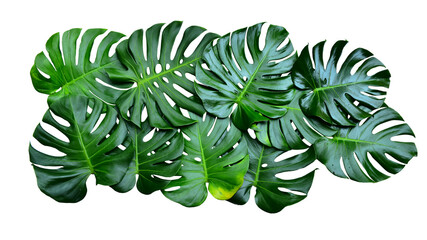 Monstera green fern leafisolated on white background. This has clipping path. © Sanit