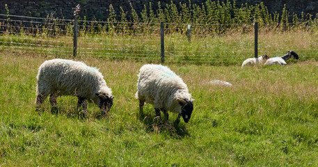 Dalesbred sheep and lambs grazing on land before the drought set in, Nidderdale, North Yorkshire © Fencewood studio