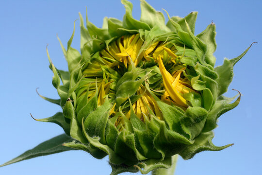 Un tournesol &agrave; peine ouvert
