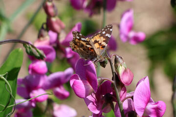 Un petit papillon  sur des pois de senteur © helenedevun