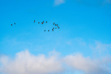 Flock of geese flying in blue sky over Steinberger See in Bavaria © Lumen&Lines