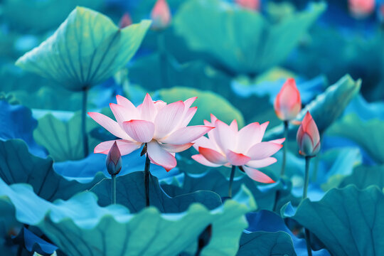 Lotus flower and Lotus flower plants
