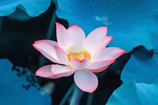 Lotus flower and Lotus flower plants