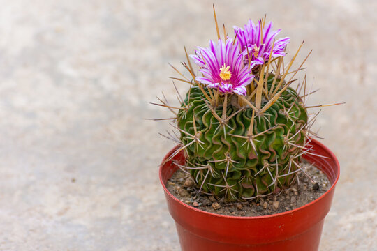 Peque&ntilde;o cactus ornamental con flores magenta vibrantes y espinas largas en maceta rojiza. Capturado sobre una superficie de cemento con luz natural suave.