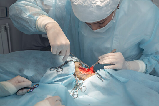Professional veterinarian performs a delicate surgical operation on an animal inside a sterile clinic setting during the daytime hours