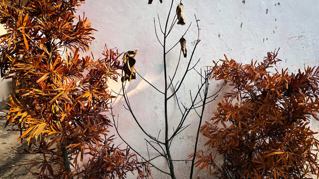 Withered orange podocarpus leaves and leafless branches against a weathered white wall background.