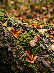 Obraz premium Weathered tree bark covered in green moss and fallen leaves in a forest. Natural forest floor details conveying seasonal change and peace. Autumn backgrounds and textures with natural elements.