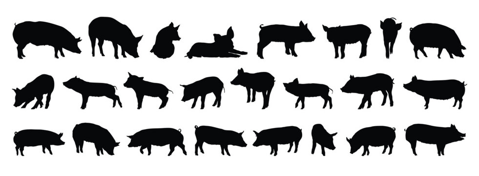pig and piglet silhouette set. pig and piglet isolated farm animal silhouette icon vector collection
