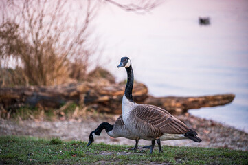 Canada geese on the shore of Ammersee at sunset © Lumen&Lines