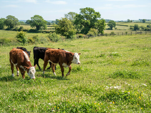 Three young cows grazing among wildflowers under a clear blue sky in soft daylight
