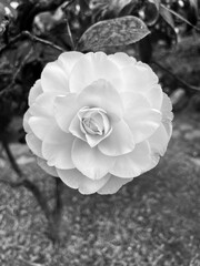 Flor de camelia blanca en blanco y negro © GABRIELA