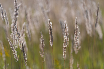 Fototapeta premium Golden grass sways gently in the warm breeze capturing the essence of a tranquil summer meadow
