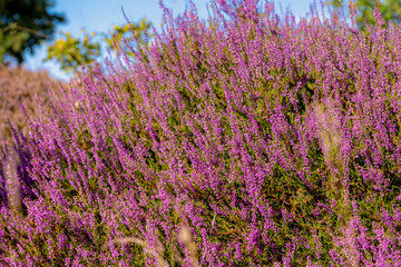 Fototapeta premium Selective focus bush of wild purple flowers Calluna vulgaris (heath, heide, ling or simply heather) is the sole species in the genus Calluna in the flowering plant family Ericaceae, Natural background
