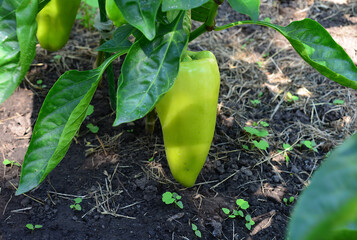 Green Bell Pepper Growing on Plant in organic Garden © Irina