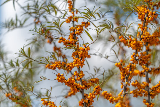 Vibrant sea buckthorn berries glowing in sunlight against a clear blue sky