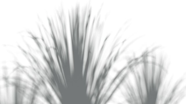 Abstract shadow lemongrass bush on wind background, looped animation, 3d rendering. Movement of citronella leaves or grass blur overlay effect. Foliage shadows playing and swaying template.