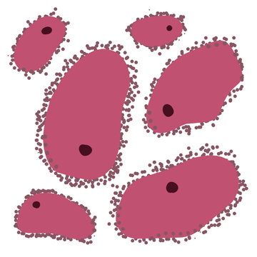 Gardnerella Vaginalis Bacterial Vaginosis Microscopic Illustration
