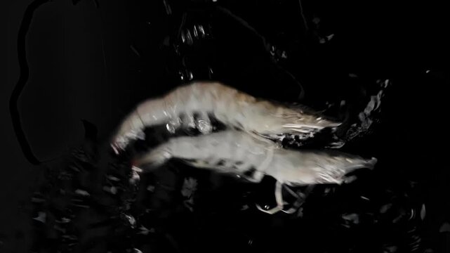 4K slow motion macro footage of fresh translucent whiteleg shrimp falling and splashing into dark water against a pure black background